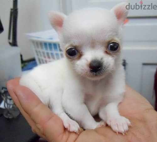 Whatsapp Me +966588993320 Chihuahua Puppies 0