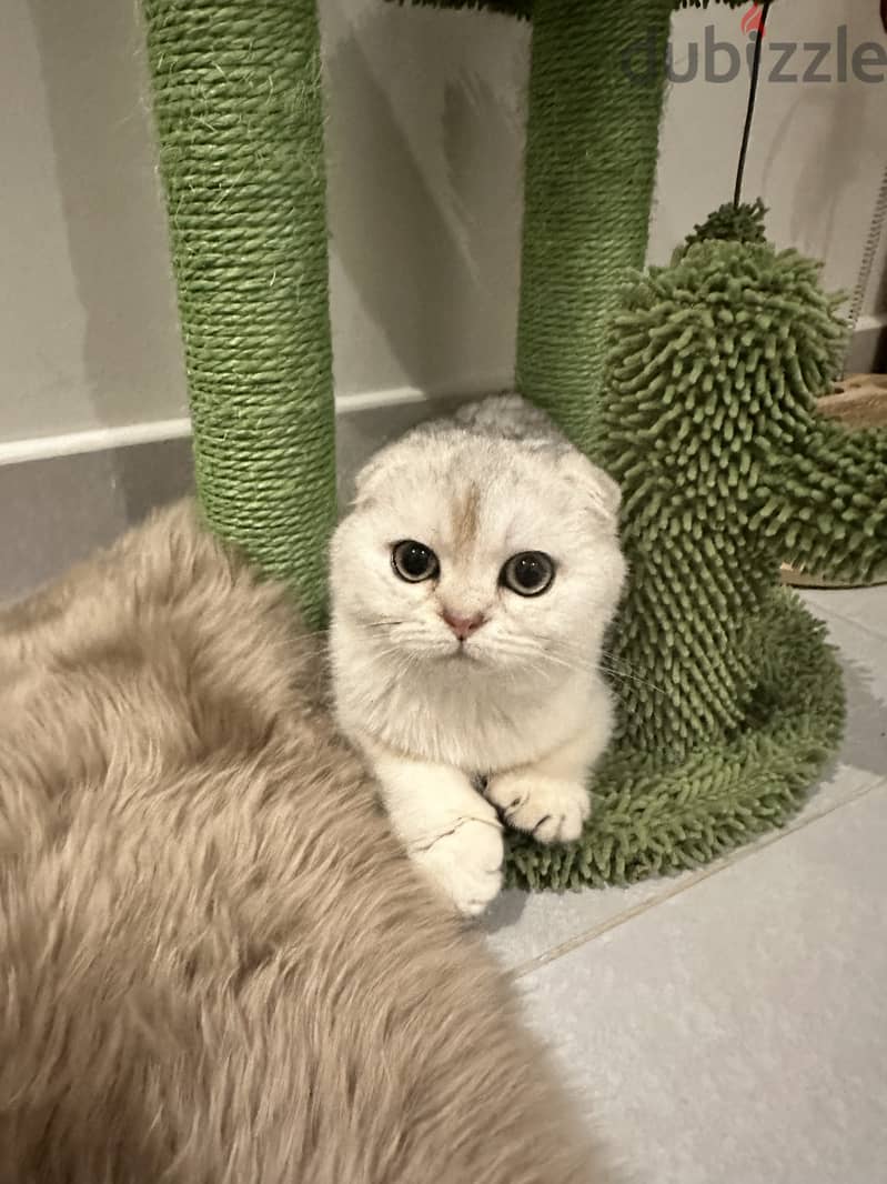 Silver scottish fold 0