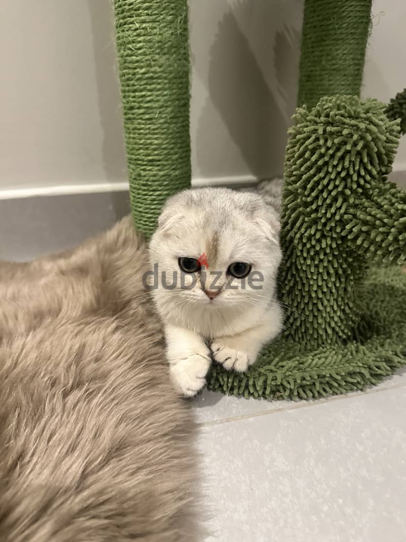 Silver scottish fold 1