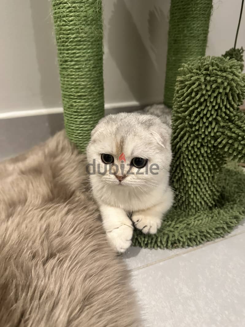 Silver scottish fold 2