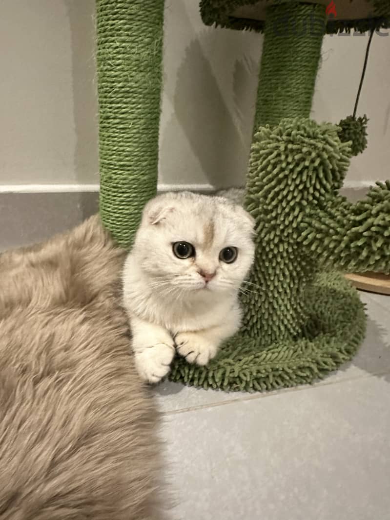 Silver scottish fold 3