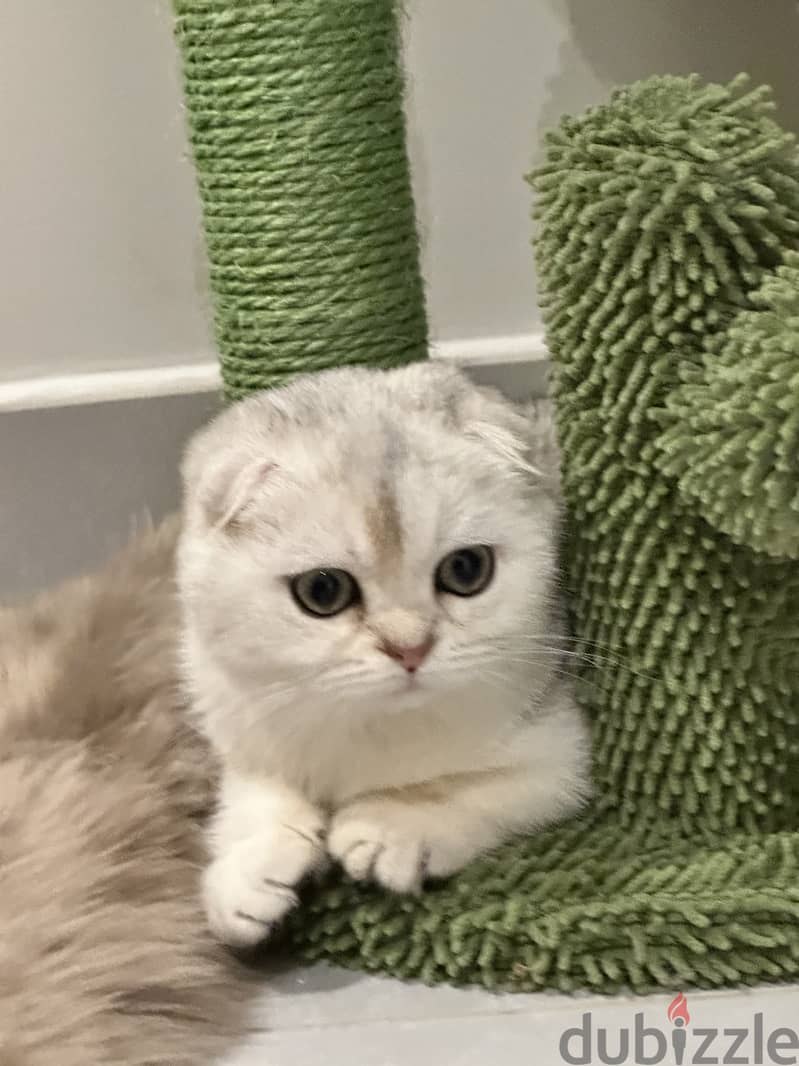 Silver scottish fold 4