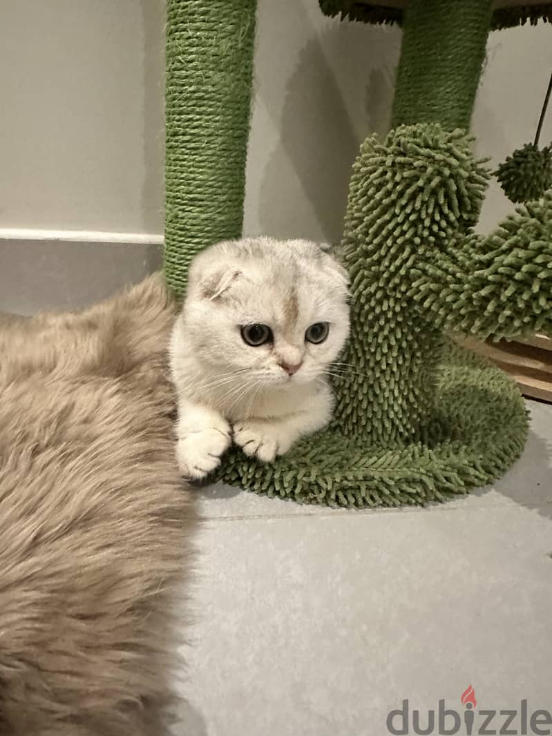 Silver scottish fold 5