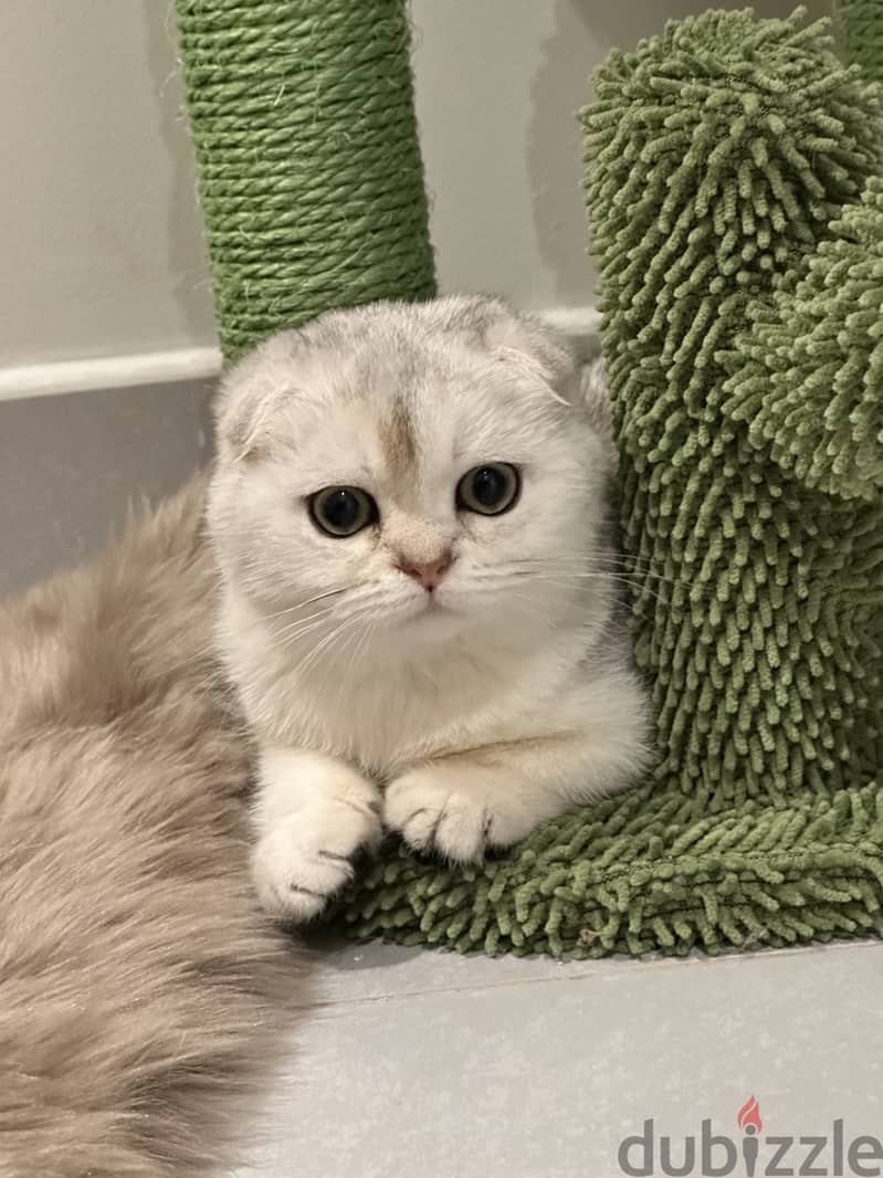 Silver scottish fold 6