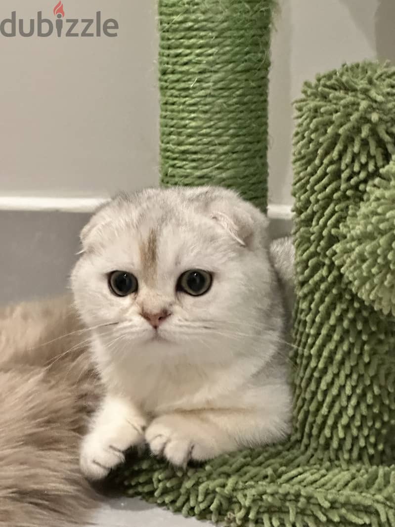 Silver scottish fold 7