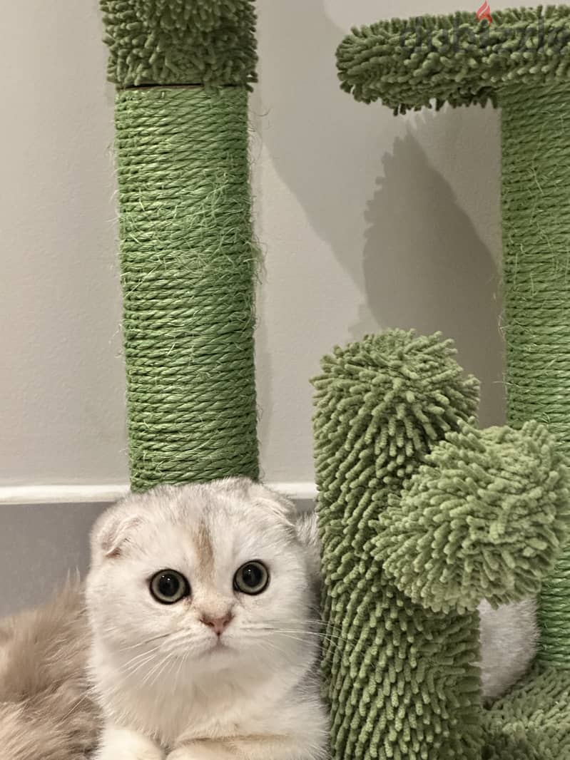 Silver scottish fold 9