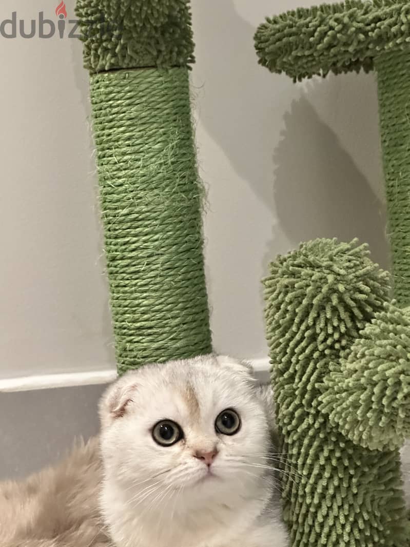 Silver scottish fold 10