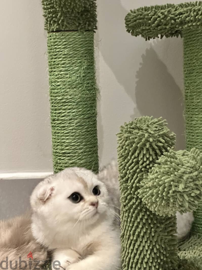 Silver scottish fold 12