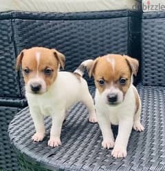 Olx jack russell sales puppies