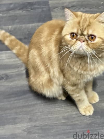 Exotic shorthair cat tabby urgent for sale final exit