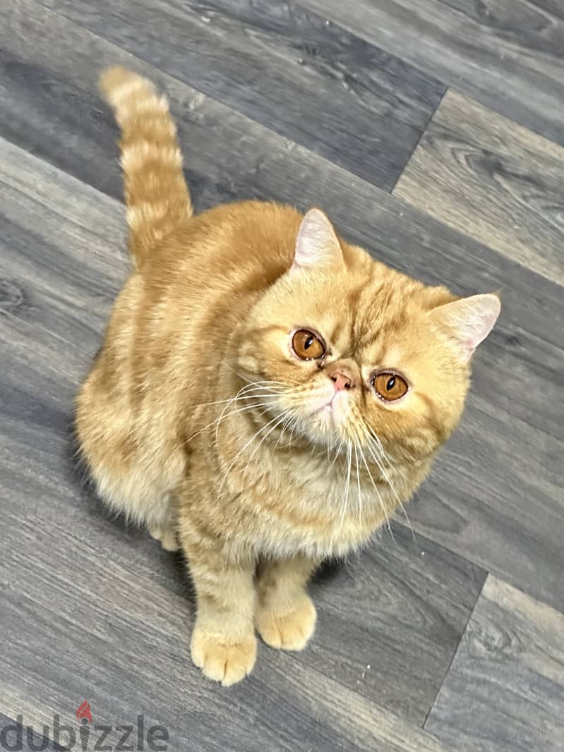 Exotic shorthair cat tabby urgent for sale final exit 1