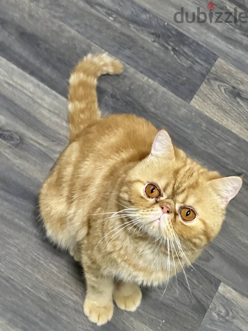 Exotic shorthair cat tabby urgent for sale final exit 2