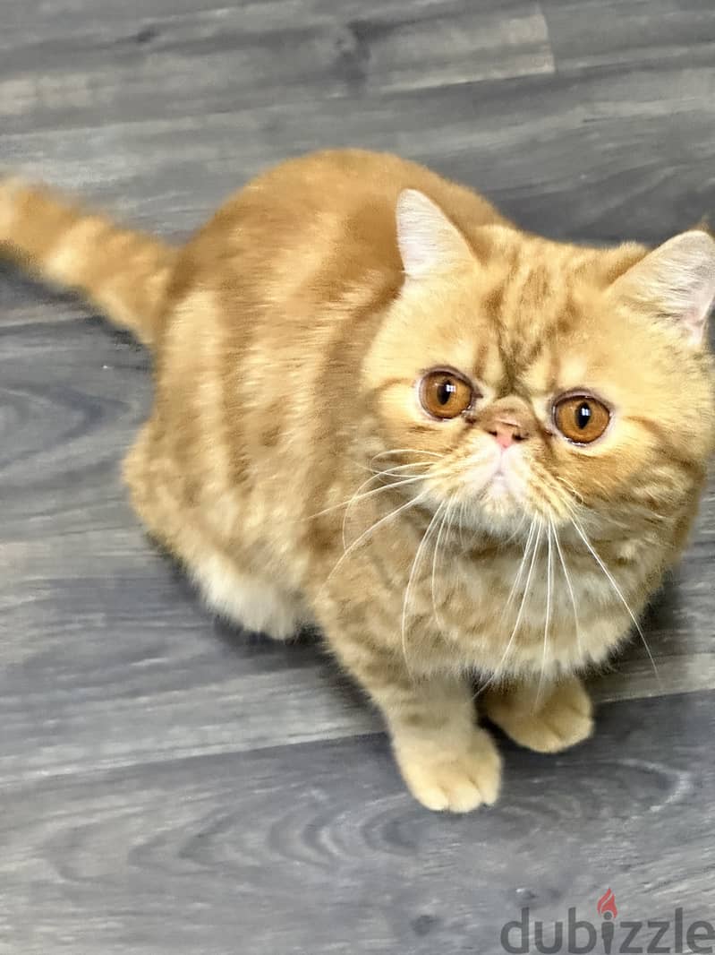 Exotic shorthair cat tabby urgent for sale final exit 3