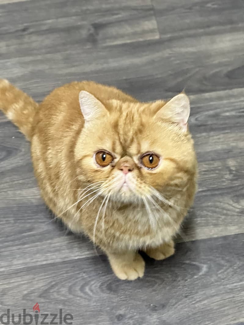 Exotic shorthair cat tabby urgent for sale final exit 4