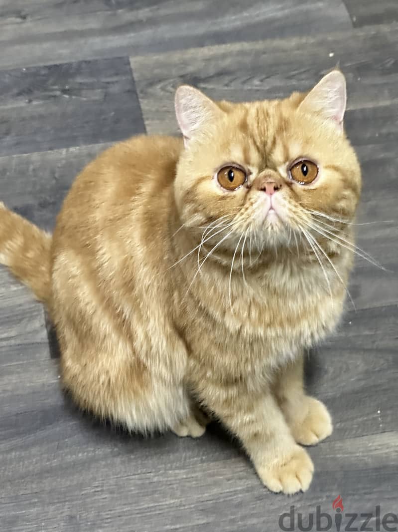 Exotic shorthair cat tabby urgent for sale final exit 5