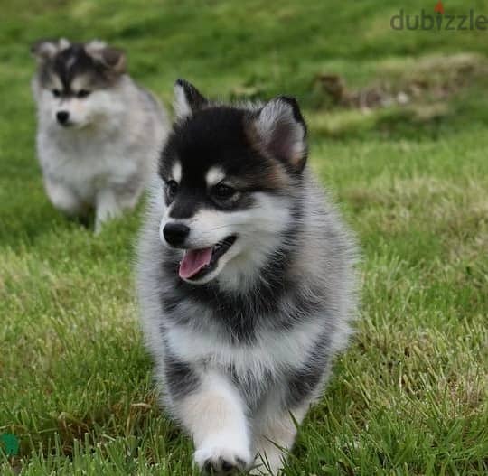 Whatsapp Me +966588993320 Pomsky Puppies 0