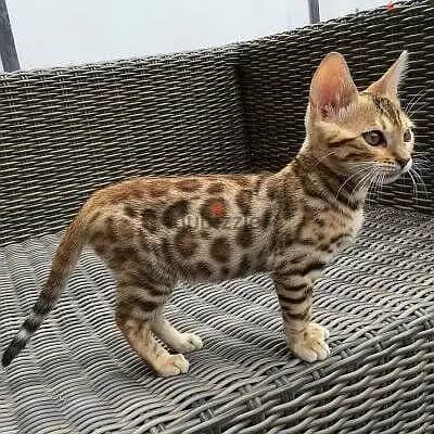 Whatsapp Me +966583921348 Savannah Cats 1