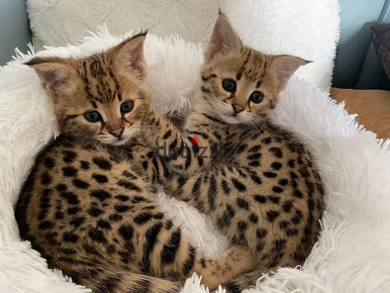 Whatsapp Me +966583921348 Savannah Cats 0