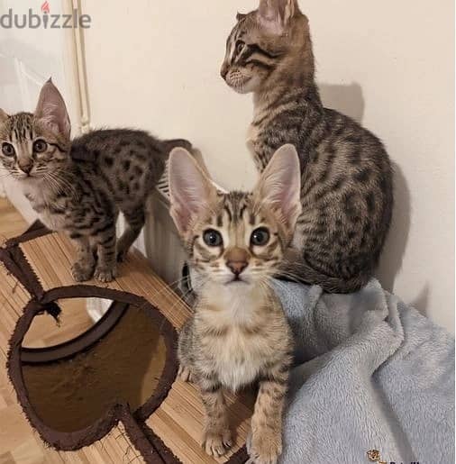 Whatsapp Me +966583921348 Savannah Cats 1