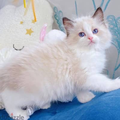 CUTE RAGDOLL KITTENS FOR ADOPTION