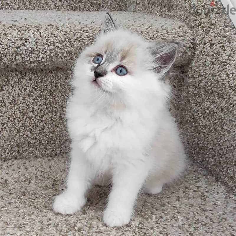 CUTE RAGDOLL KITTENS FOR ADOPTION 1