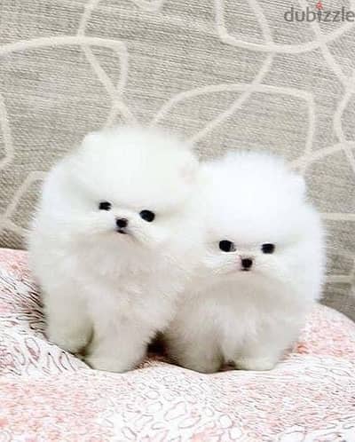 ADORABLE POMERANIAN PUPPIES FOR FREE ADOPTION