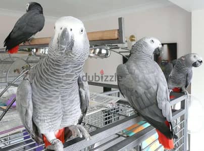 TALKING AFRICAN GREY PARROTS FOR REHOMING