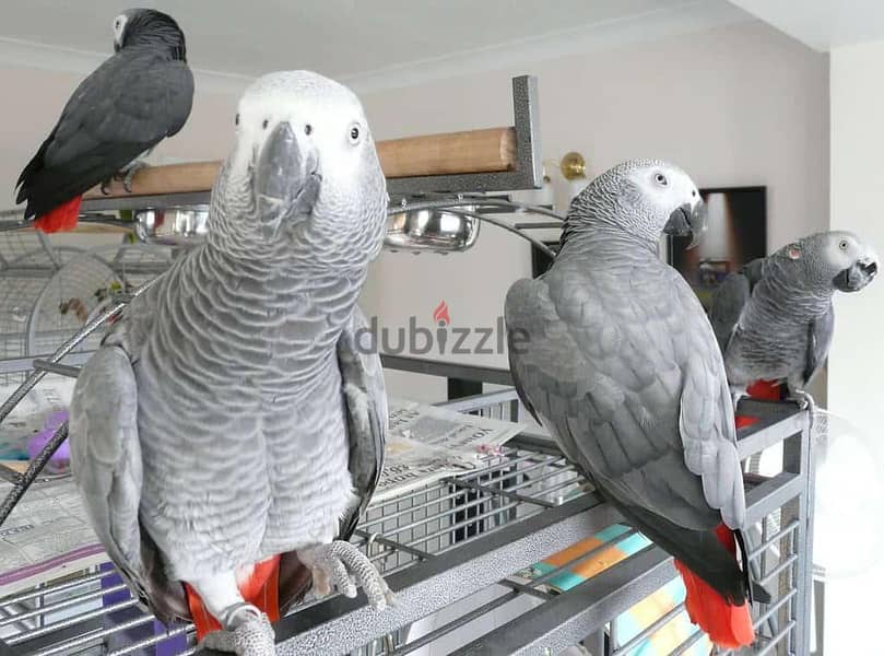 TALKING AFRICAN GREY PARROTS FOR REHOMING 0