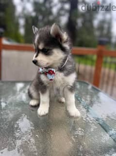 Husky for best sale sale near me