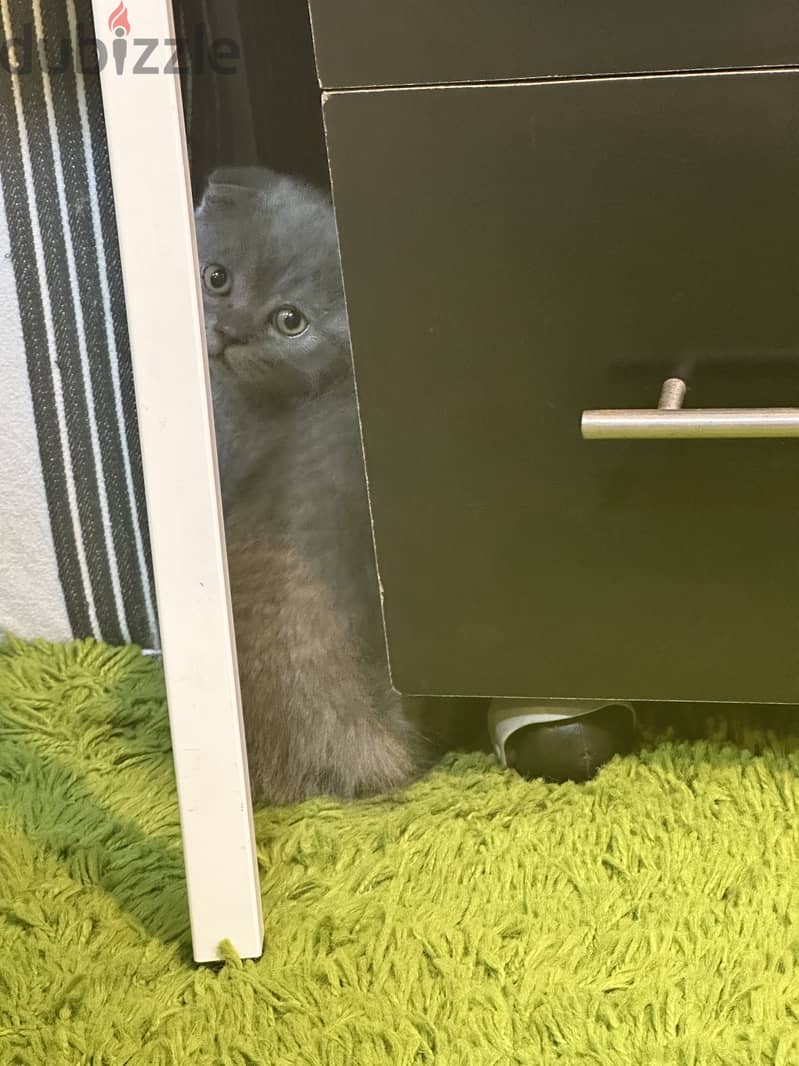 Scottish fold kitten blue 0