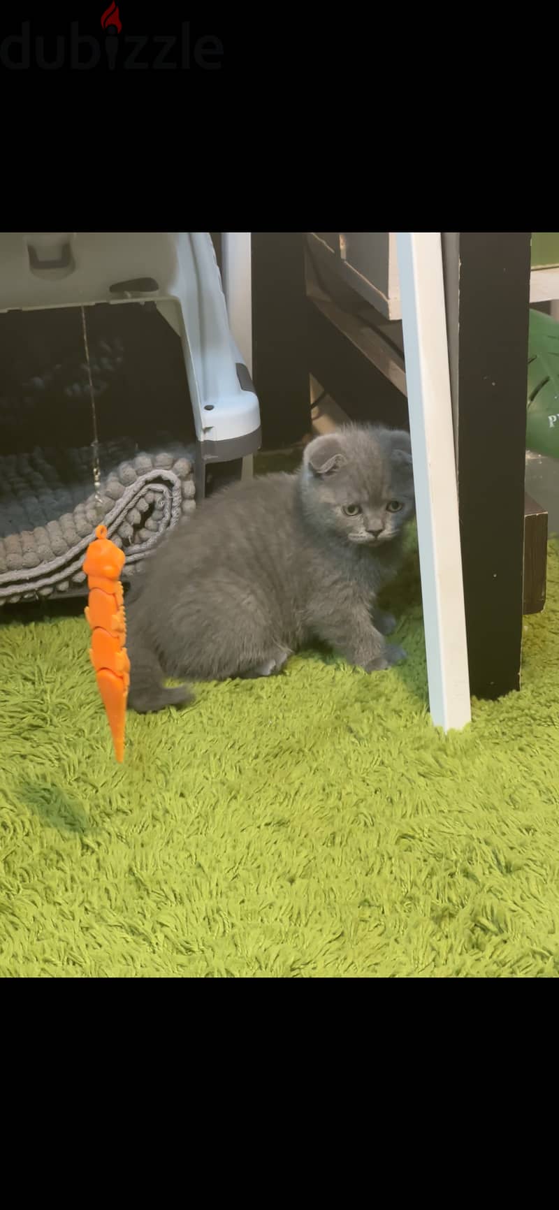 Scottish fold kitten blue 1