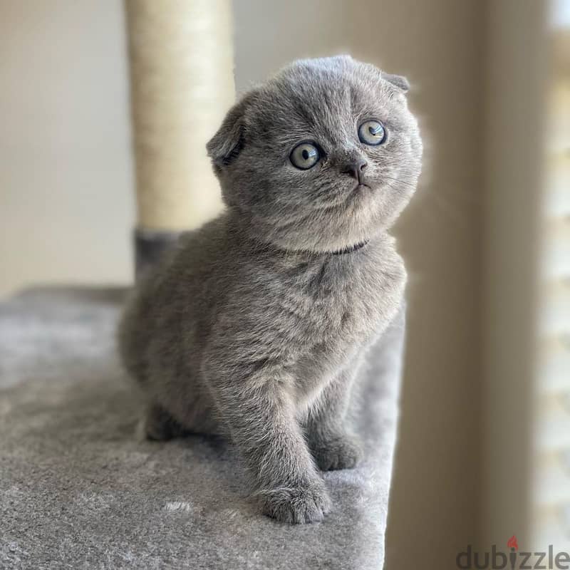 Scottish Fold Kitten 0