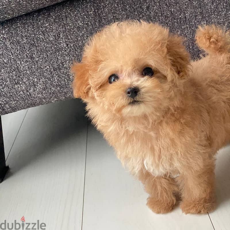 Teacup Poodle Puppy 1