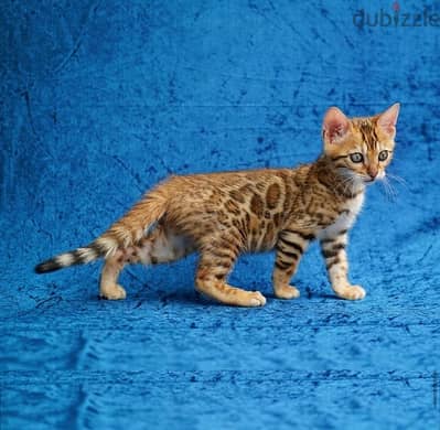 Female Bengal for sale