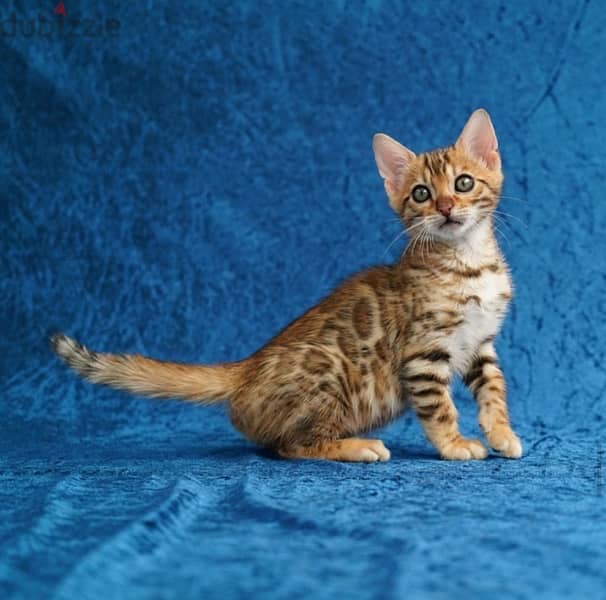 Female Bengal for sale 1