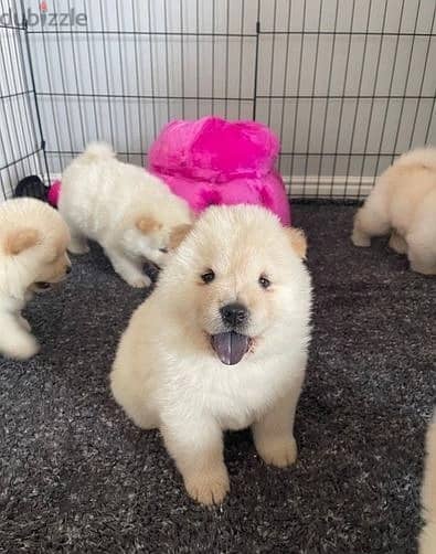 Whatsapp Me +966583921348 Chow Chow Puppies 1