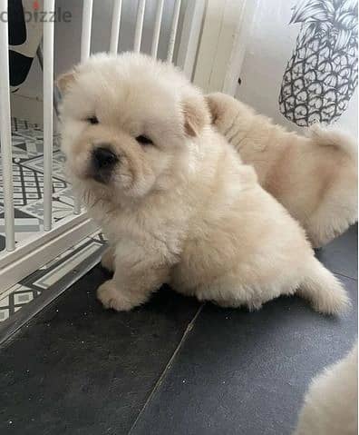 Whatsapp Me +966583921348 Chow Chow Puppies