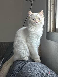 Saudi Arabia - Cats for sale in Saudi Arabia | dubizzle Saudi Arabia (OLX)