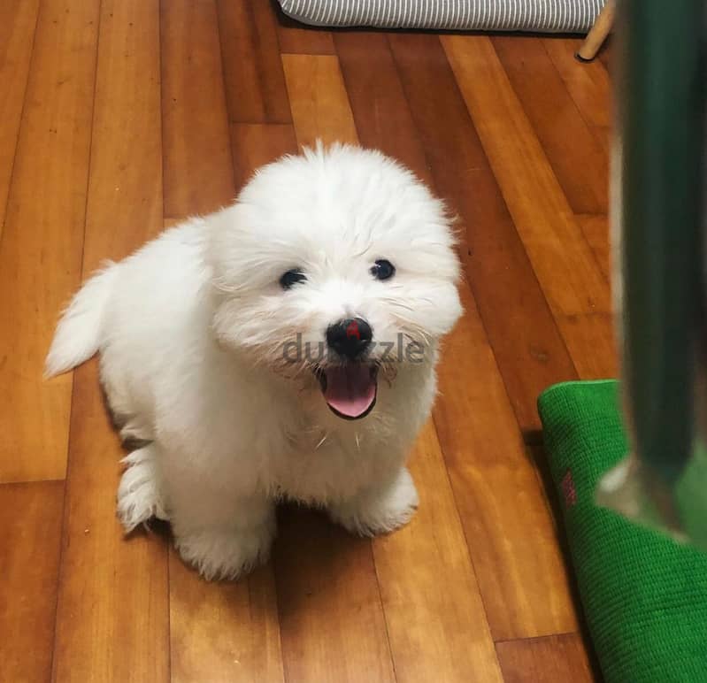 Coton de Tulear 0