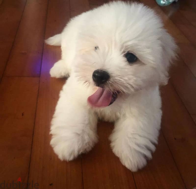 Coton de Tulear 1