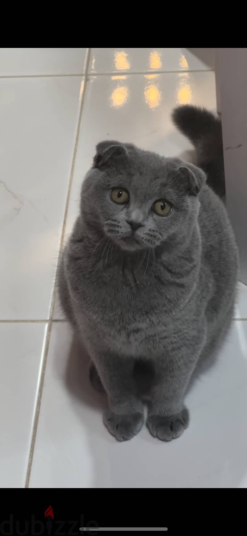 Scottish fold cat blue female 0