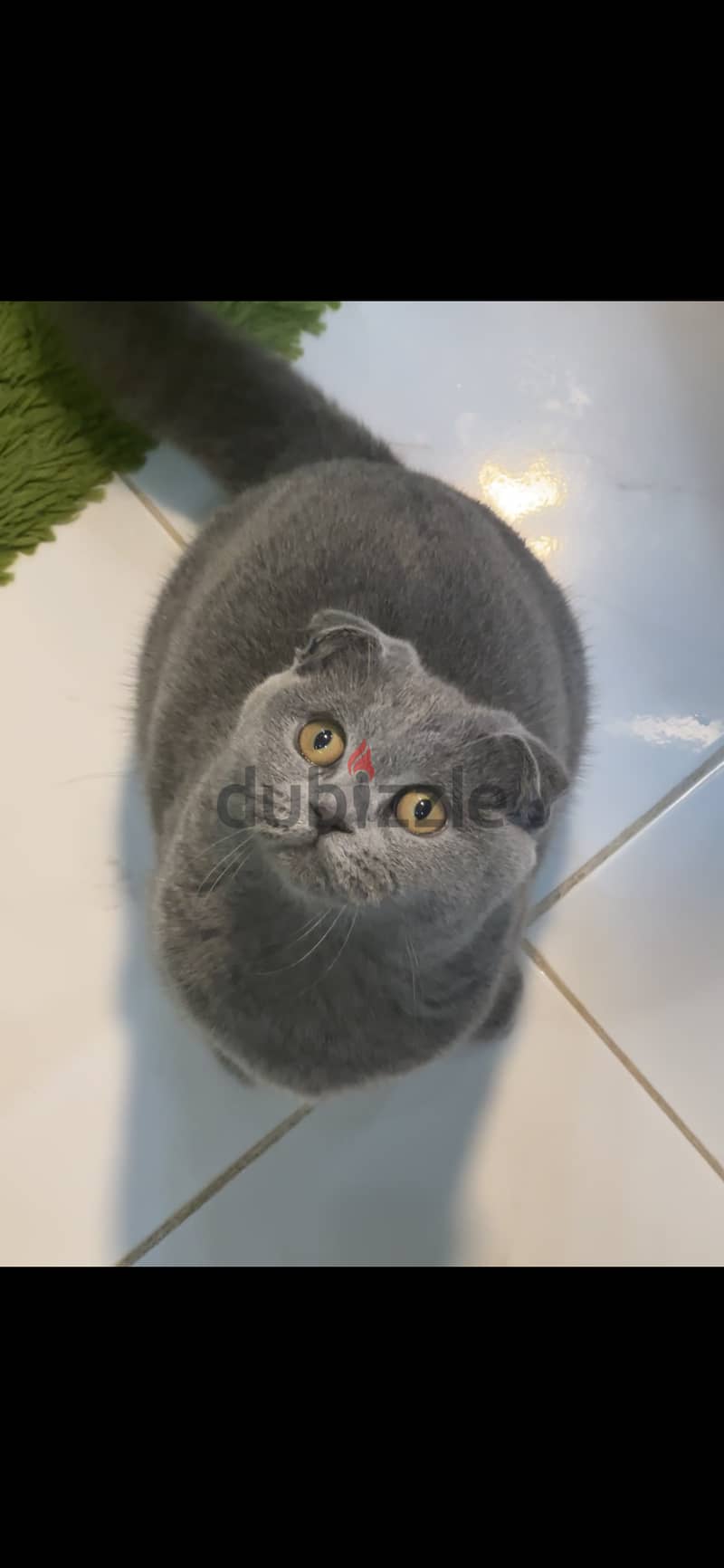 Scottish fold cat blue female 2