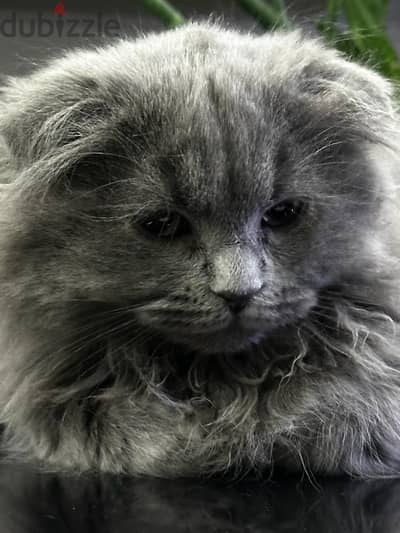 Scottish fold cat longhair male