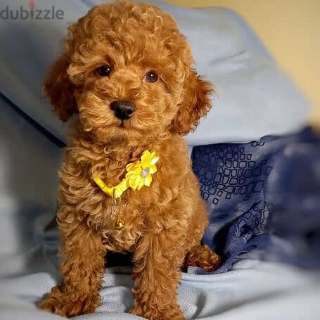 Toy poodle for sale +966568971345 0