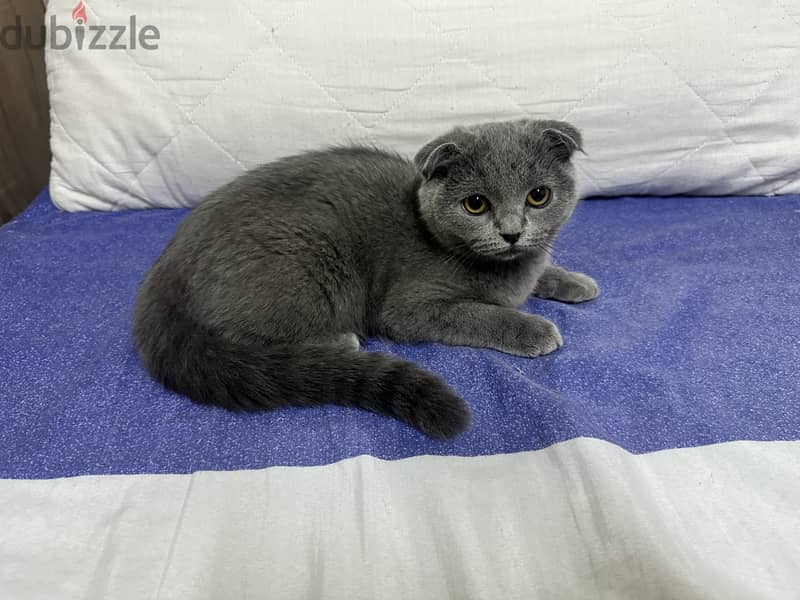 Scotiishfold kitten pure breed 3