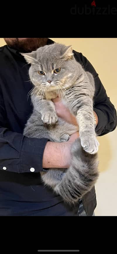 British Shorthair Tabby blue