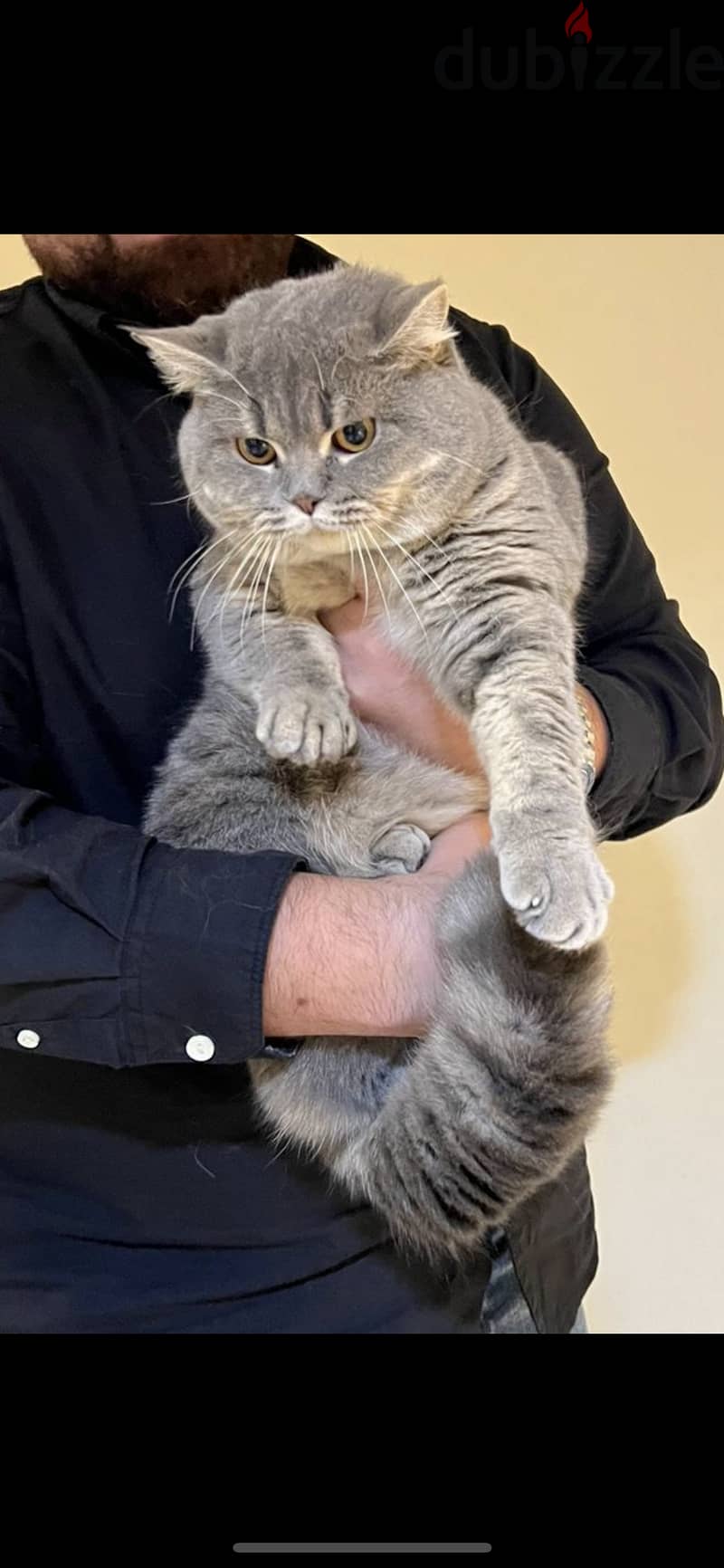 British Shorthair Tabby blue 0