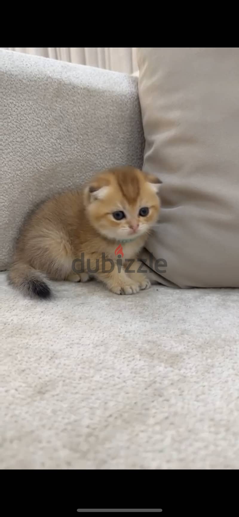 Scottish fold gold kitten 0