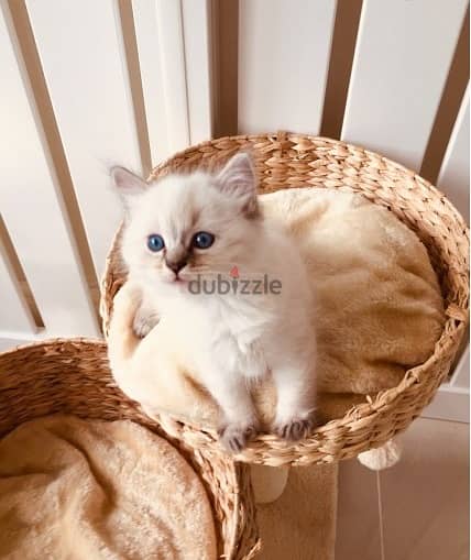 Ragdoll kittens 0