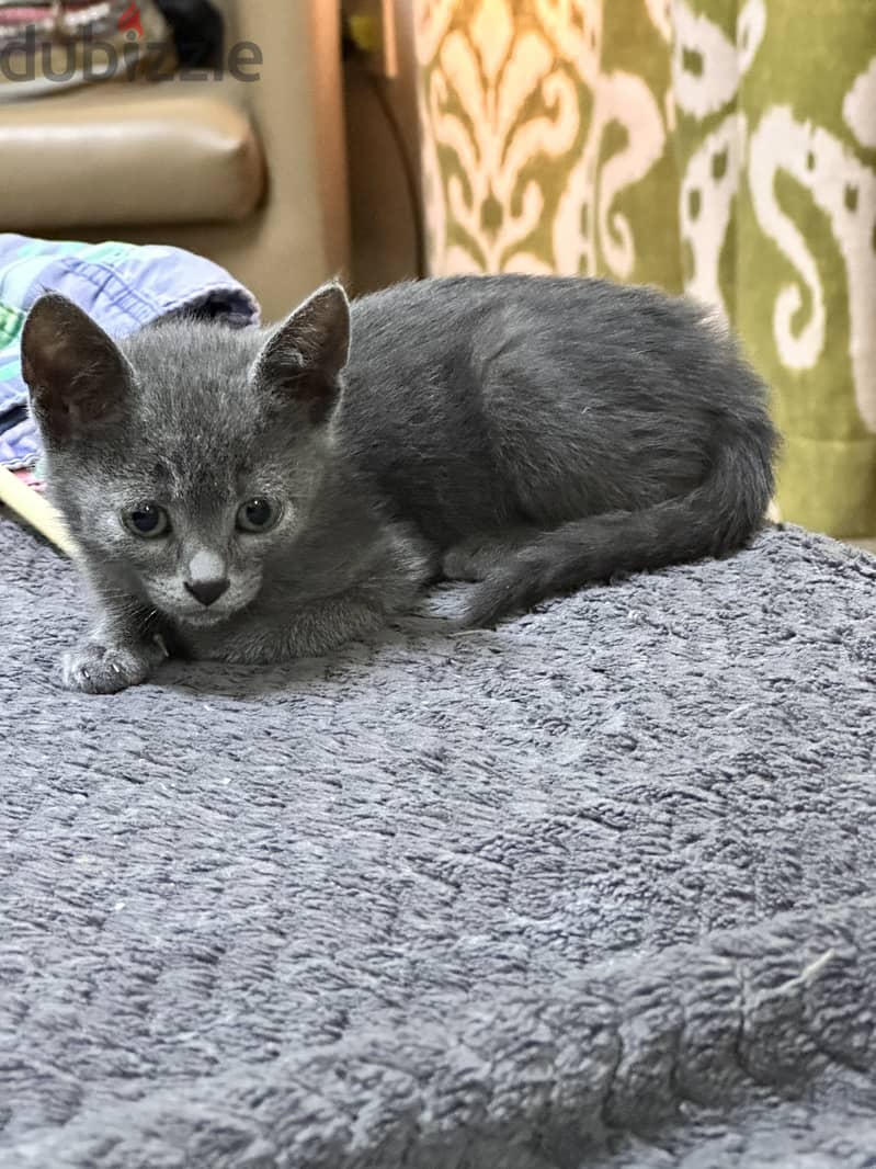 Russian blue kitten hypoallergenic 0